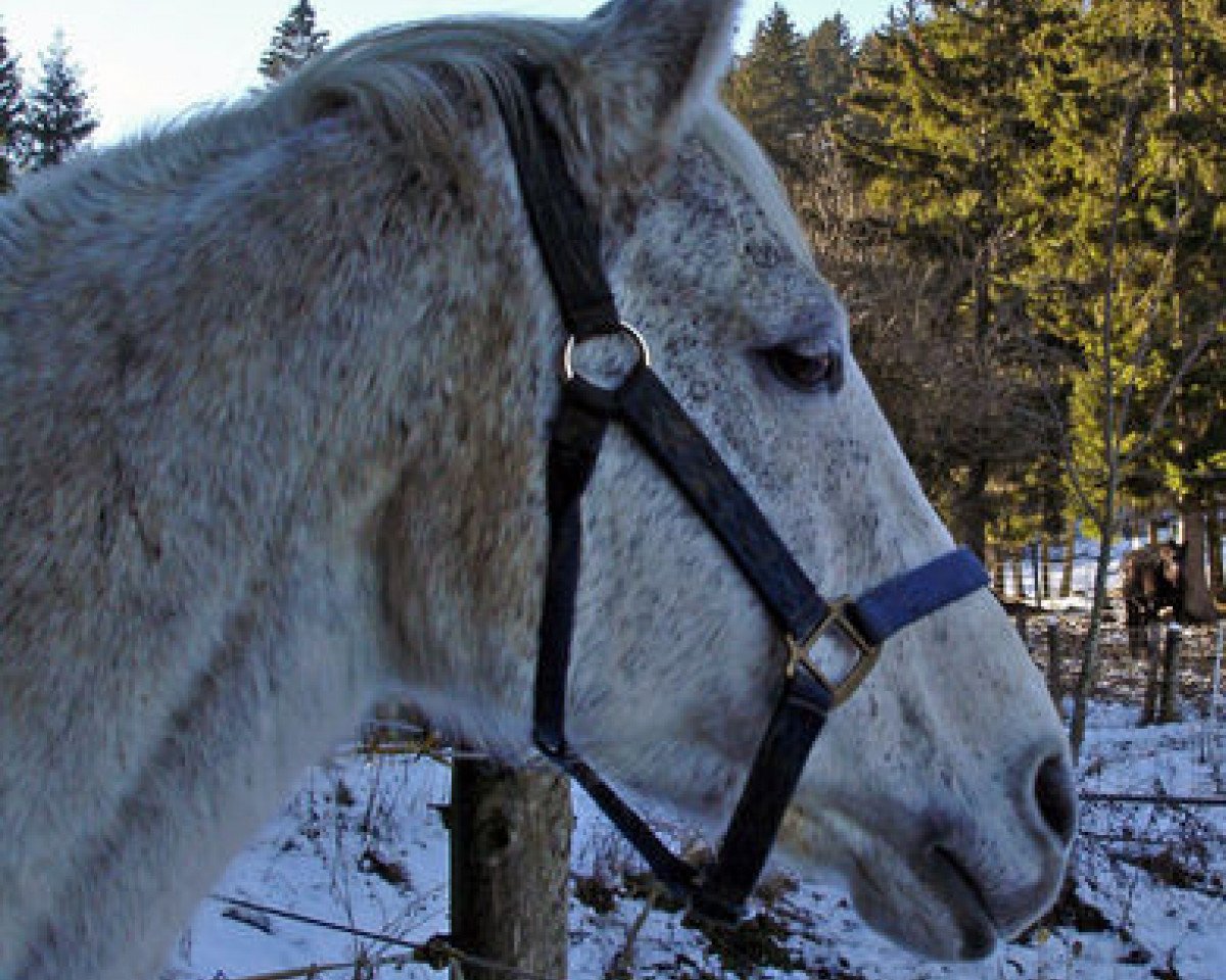 Zuchtstute Woustershire (Trakehner, 1992, von Adlerschild xx)