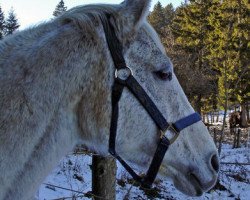 broodmare Woustershire (Trakehner, 1992, from Adlerschild xx)