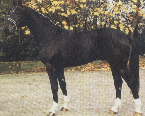 stallion Paquirri (Oldenburg, 1987, from Pik Bube I)