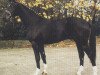 stallion Paquirri (Oldenburg, 1987, from Pik Bube I)