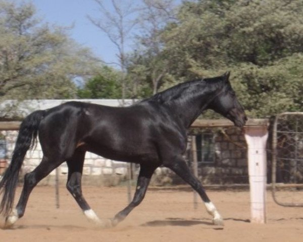 stallion Pepino (Hanoverian,  , from Paquirri)