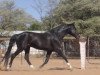 stallion Pepino (Hanoverian,  , from Paquirri)