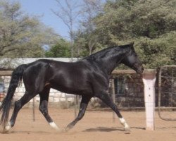 stallion Pepino (Hanoverian,  , from Paquirri)