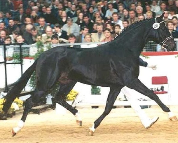 stallion St. Ludwigs Defacto (Hanoverian, 1996, from Donnerhall)