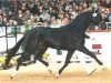 stallion St. Ludwigs Defacto (Hanoverian, 1996, from Donnerhall)