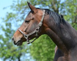 broodmare Gwyneth (Trakehner, 2006, from Summertime)