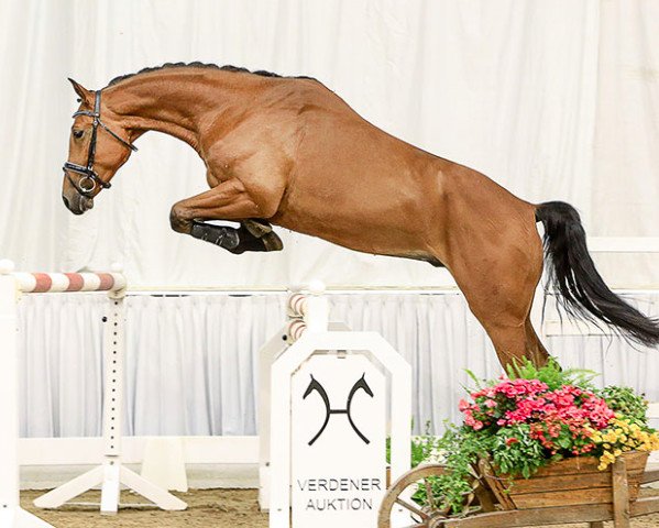 jumper Lordypso Gs (Hanoverian, 2012, from Lordanos)