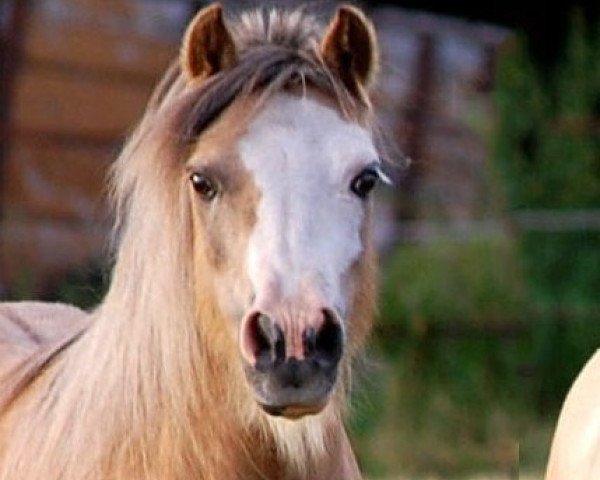 broodmare Amee 2 (Welsh mountain pony (SEK.A), 1997, from Sundancer Ready To Fly)