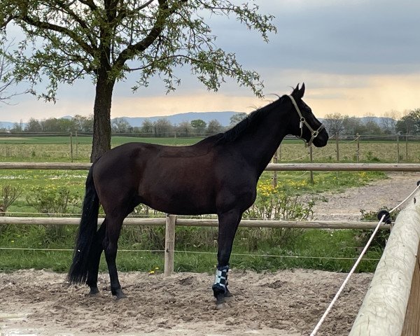 dressage horse Fohlenhofs Schundo (Zweibrücken, 2011, from Birkhof's Sirtaki)