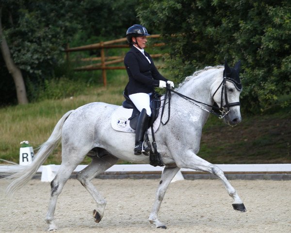 dressage horse Lord Sandro K (German Sport Horse, 2014, from Lord Leopold 7)