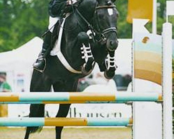 stallion Neckar (German Riding Pony, 1989, from Nadol)