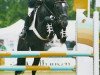 stallion Neckar (German Riding Pony, 1989, from Nadol)