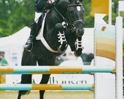 stallion Neckar (German Riding Pony, 1989, from Nadol)