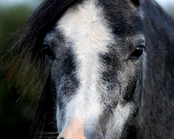 Dressurpferd Holly Sun (Welsh Mountain Pony (Sek.A), 2009, von Maesgwyn Hot Item)