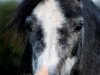 Dressurpferd Holly Sun (Welsh Mountain Pony (Sek.A), 2009, von Maesgwyn Hot Item)