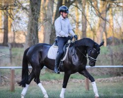 dressage horse Bon a Vie (Hannoveraner, 2017, from Bon Coeur)