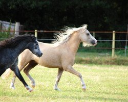 Pferd Carl (Welsh Mountain Pony (Sek.A), 2009, von Brynseion Cadivor)