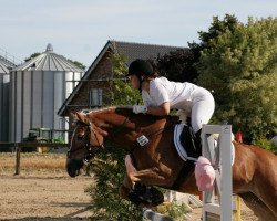 broodmare Caro Alpina (10,94% ox) (Edelbluthaflinger, 1996, from Almbube)