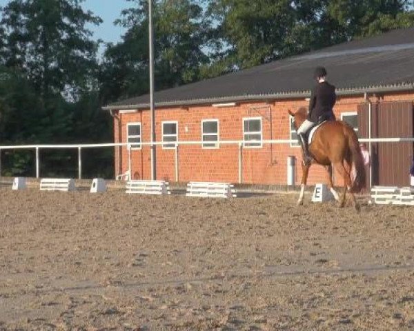 dressage horse Laredo Sch (Westphalian, 2005, from Lacordos)