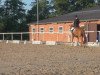 dressage horse Laredo Sch (Westphalian, 2005, from Lacordos)