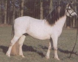 stallion Waxwing Hillbilly (Welsh mountain pony (SEK.A), 1989, from Cantref Glory)