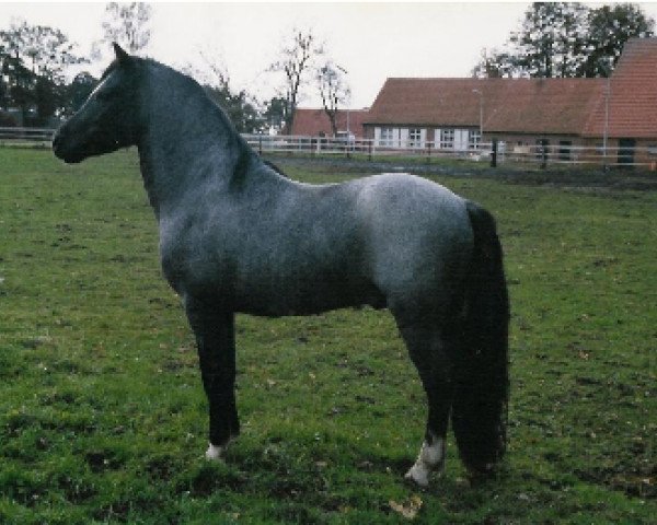 stallion Sundancer Ready To Fly (Welsh mountain pony (SEK.A), 1992, from Waxwing Hillbilly)