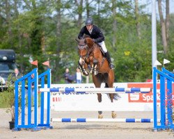 jumper Mr Manchester van't Paradijs Z (Zangersheide riding horse, 2017, from Manchester van't Paradijs)