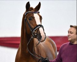 dressage horse Quanterio (Deutsches Sportpferd, 2019, from Quaterback)