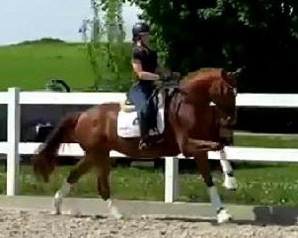 horse Herzensbrecher (Hanoverian, 2018)