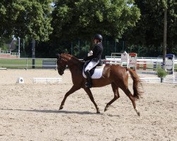 dressage horse Top Viete (German Riding Pony, 2017, from Top Vidal)