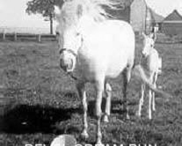 Zuchtstute Revel Cream Bun (Welsh Mountain Pony (Sek.A), 1948, von Revel Revolt)