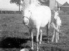 Zuchtstute Revel Cream Bun (Welsh Mountain Pony (Sek.A), 1948, von Revel Revolt)