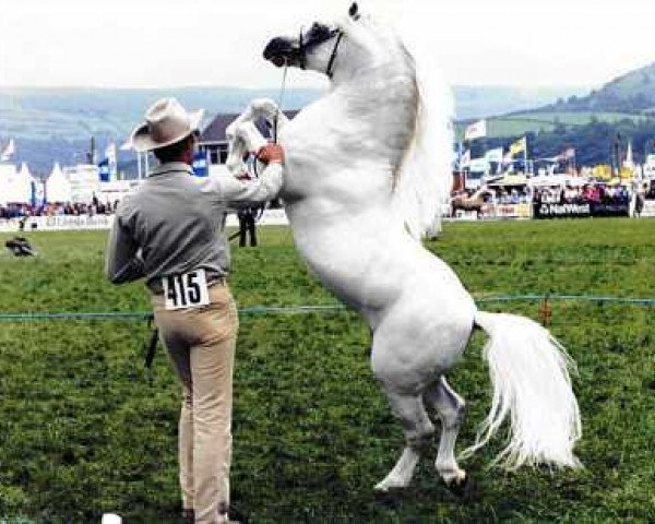 stallion Pendock Legend (Welsh mountain pony (SEK.A), 1984, from Revel Jeeves)