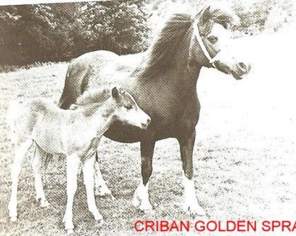 broodmare Criban Golden Spray (Welsh mountain pony (SEK.A), 1946, from Bolgoed Squire)