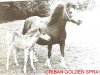 Zuchtstute Criban Golden Spray (Welsh Mountain Pony (Sek.A), 1946, von Bolgoed Squire)