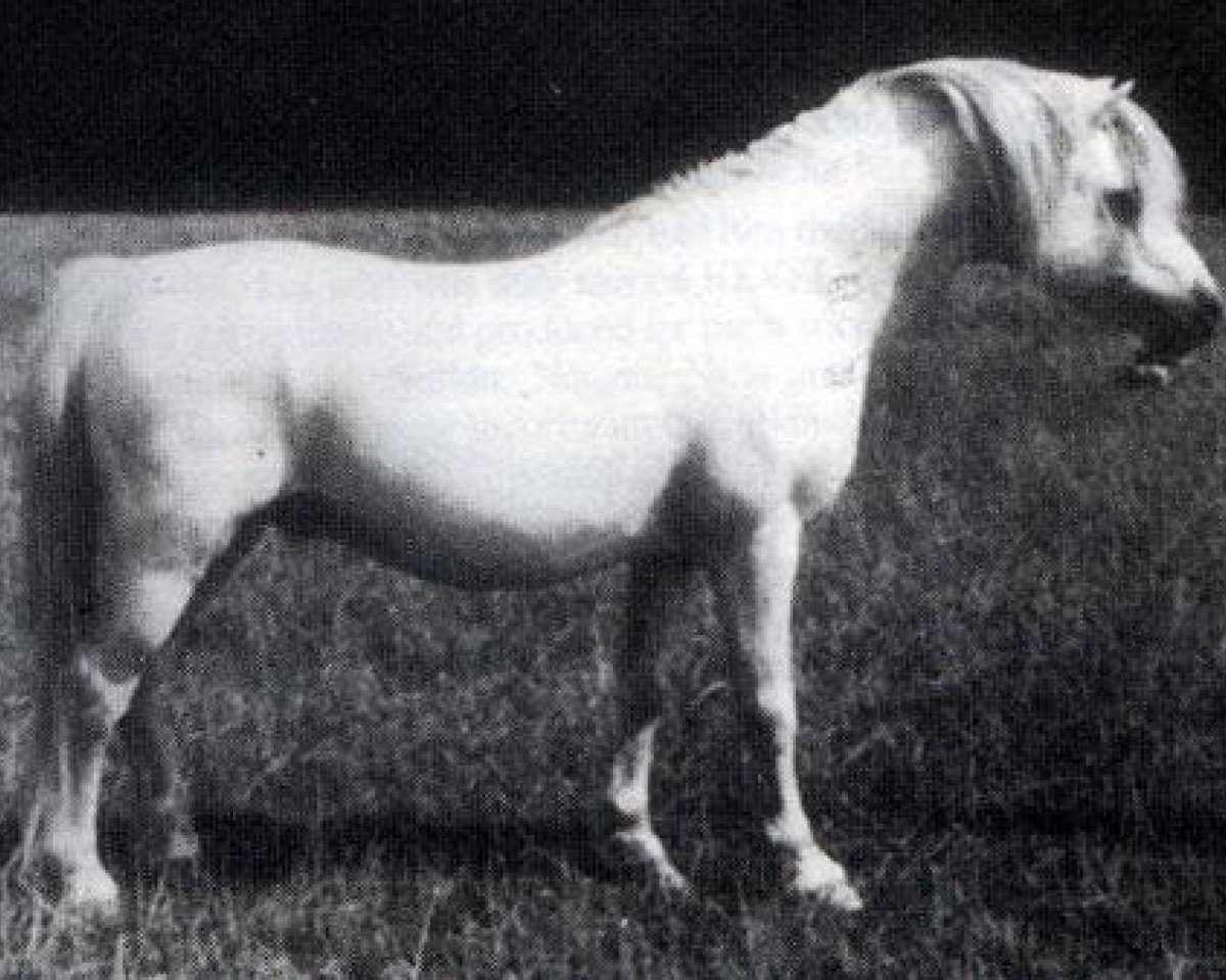 stallion Twyford Puzzle (Welsh mountain pony (SEK.A), 1959, from Twyford Moonshine)