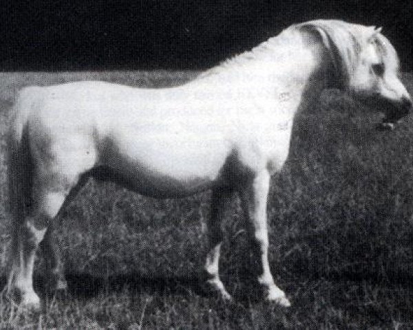 stallion Twyford Puzzle (Welsh mountain pony (SEK.A), 1959, from Twyford Moonshine)