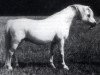 Deckhengst Twyford Puzzle (Welsh Mountain Pony (Sek.A), 1959, von Twyford Moonshine)