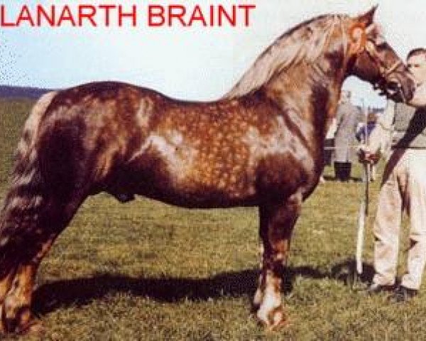 stallion Llanarth Braint (Welsh-Cob (Sek. D), 1948, from Llanarth Goldcrest)
