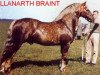 stallion Llanarth Braint (Welsh-Cob (Sek. D), 1948, from Llanarth Goldcrest)