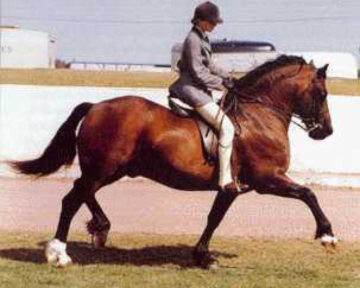 stallion Llanarth Lord Nelson (Welsh-Cob (Sek. D), 1979, from Tyhen Comet)