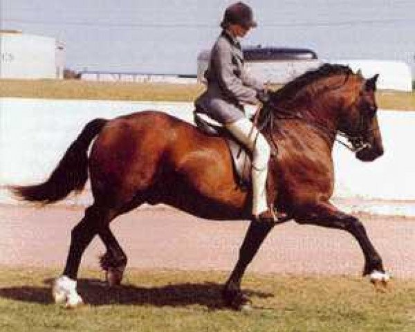stallion Llanarth Lord Nelson (Welsh-Cob (Sek. D), 1979, from Tyhen Comet)