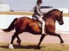 stallion Llanarth Lord Nelson (Welsh-Cob (Sek. D), 1979, from Tyhen Comet)