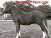 stallion Rowfant Peacock (Welsh mountain pony (SEK.A), 1968, from Twyford Gamecock)