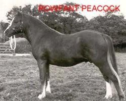 stallion Rowfant Peacock (Welsh mountain pony (SEK.A), 1968, from Twyford Gamecock)