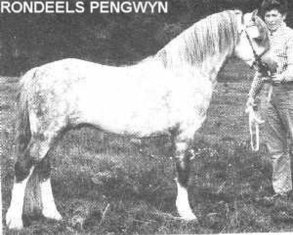 stallion Rondeels Pengwyn (Welsh mountain pony (SEK.A), 1966, from Twyford Thunder)