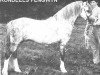 stallion Rondeels Pengwyn (Welsh mountain pony (SEK.A), 1966, from Twyford Thunder)