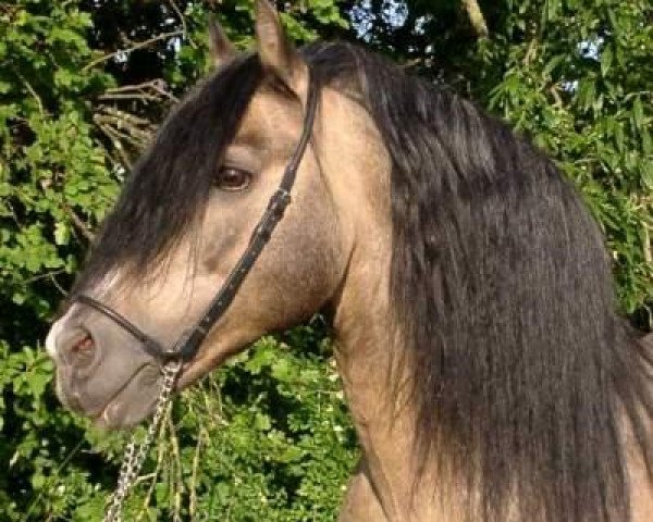 stallion Hondo (Welsh-Pony (Section B), 1985, from Hasko)