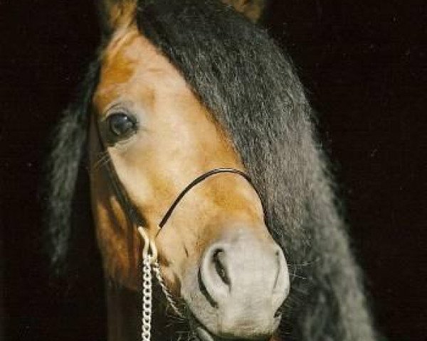 Springpferd Harry Potter (Welsh Pony (Sek.B), 2001, von Halifax)