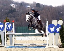 jumper Djune (German Sport Horse, 2015, from Discar)